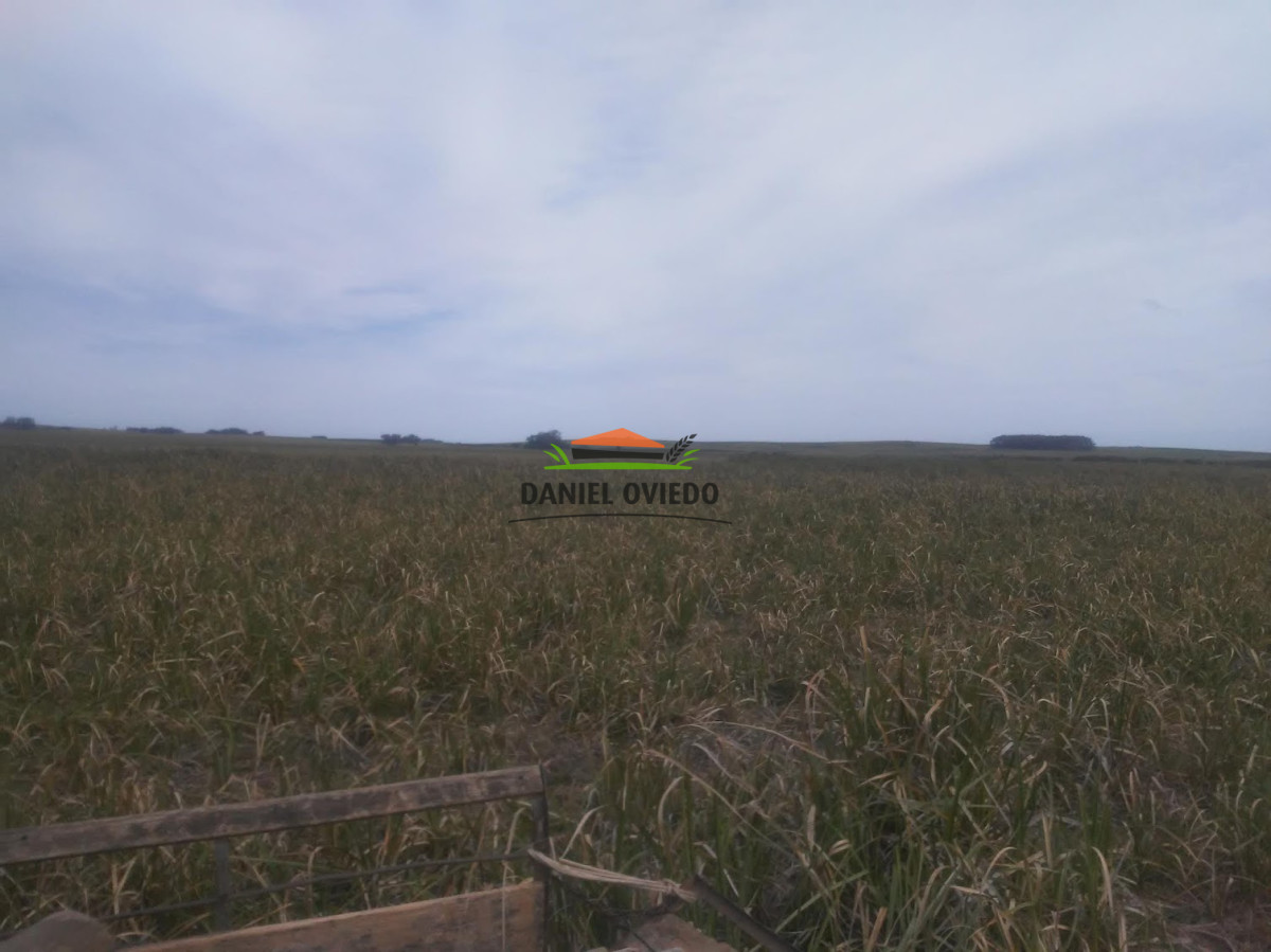 Campo Ref.306/Buen-campo-ganadero-en-venta-La-Coronilla,-Rocha. - Buen campo ganadero en venta La Coronilla, Rocha.