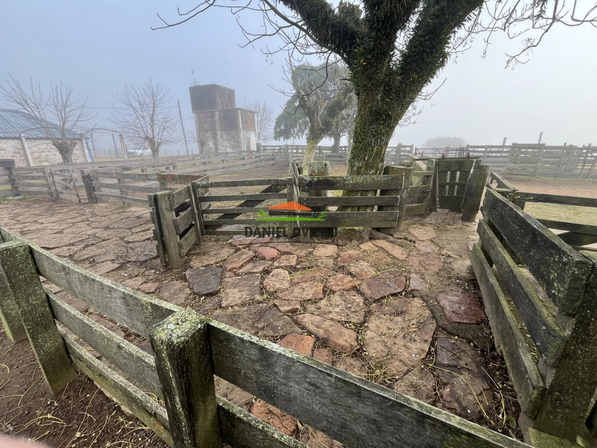 Campo Ref.245/1.350-has-ganaderas-en-arrendamiento-Noreste-de-Cerro-Largo. - 1.350 has ganaderas en arrendamiento Noreste de Cerro Largo.