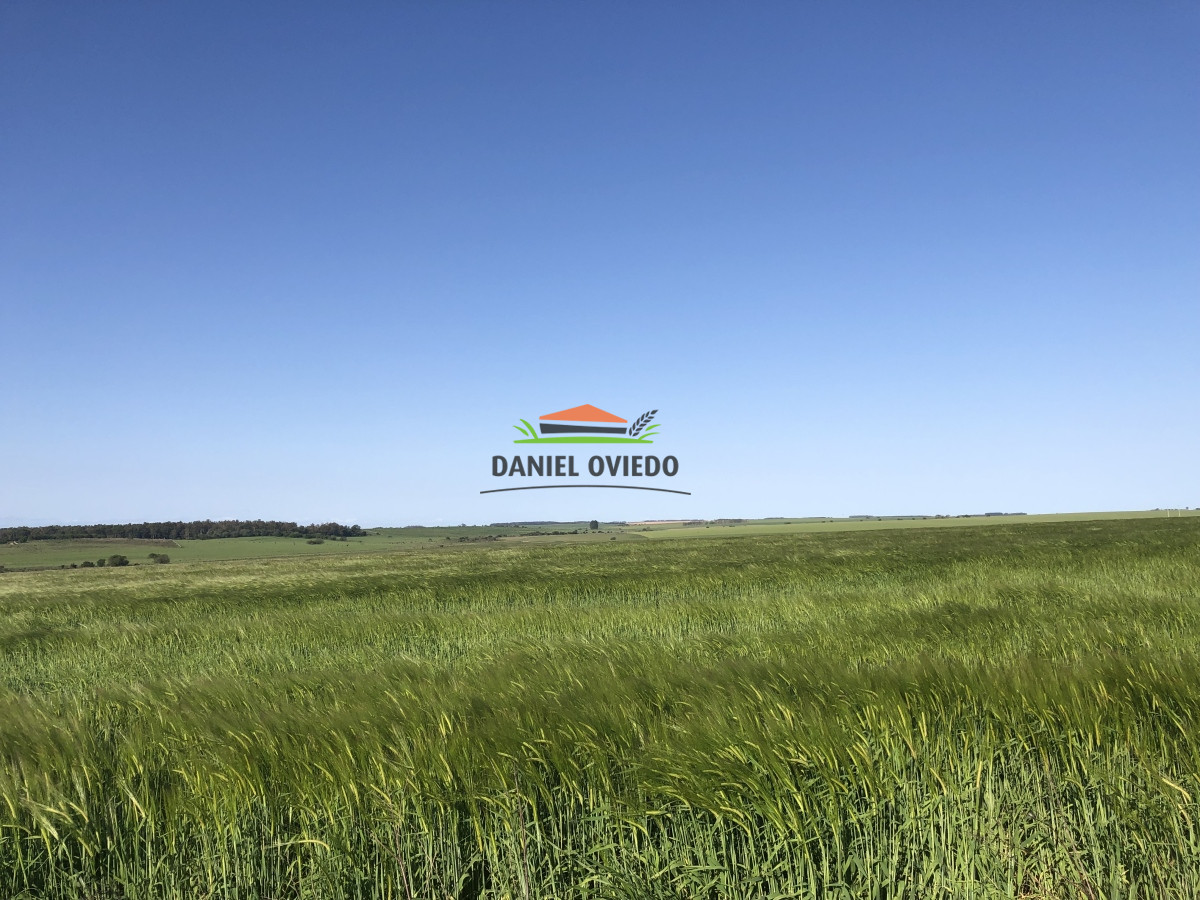 Campo Ref.13 - Campo de 270 hás en venta con alto potencial agrícola, Río Negro.