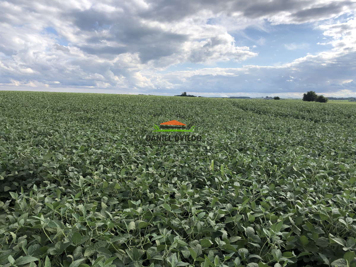 Campo Ref.191/Oportunidad-de-inversi - Oportunidad de inversión, campo agrícola en venta en Lavalleja.