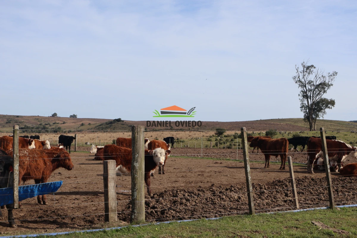 Campo Ref.210/Estancia-ganadera-completa-en-venta-de-2.956-has-en-Cerro-Largo. - Estancia ganadera completa en venta de 2.956 has en Cerro Largo.