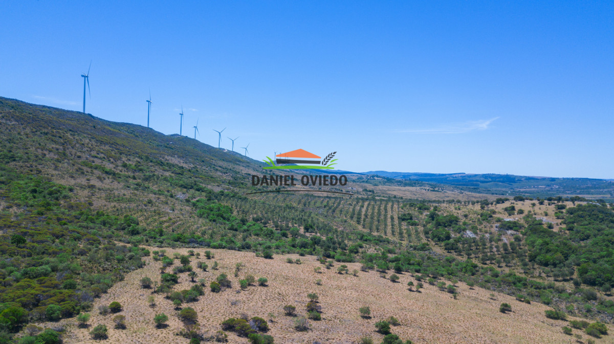 Campo Ref.369/Campo-con-Olivos-de-153-has-en-venta-en-Maldonado. - Campo con Olivos de 153 has en venta en Maldonado.