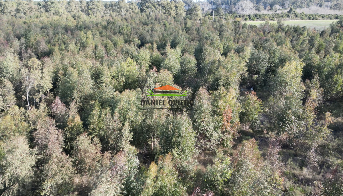 Campo Ref.235/Campo-agrícola-de-23.8-has-próximo-a-balneario-Artilleros. - Campo agrícola de 23.8 has próximo a balneario Artilleros.