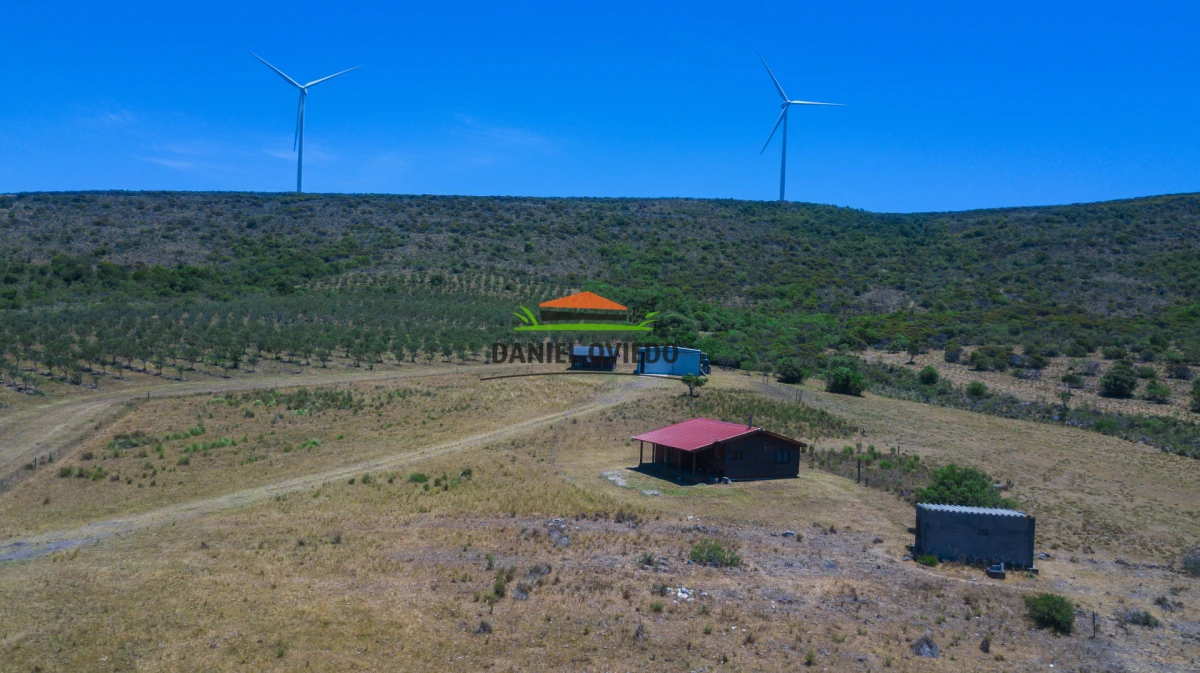 Campo Ref.330/Campo-con-Olivos-de-166-has-en-venta-en-Maldonado. - Campo con Olivos de 166 has en venta en Maldonado.