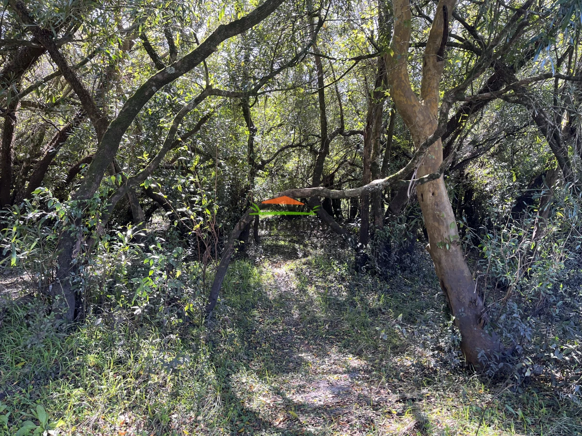 Campo Ref.243/Campo-agrícola-ganadero-en-venta-con-costa-de-arroyo. - Campo agrícola ganadero en venta con costa de arroyo.