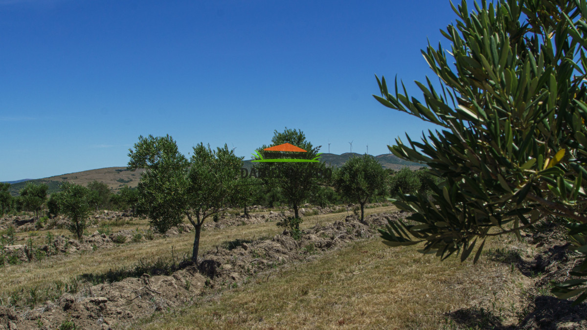 Campo Ref.327/Campo-con-Olivos-de-320-has-en-venta-en-Maldonado. - Campo con Olivos de 320 has en venta en Maldonado.