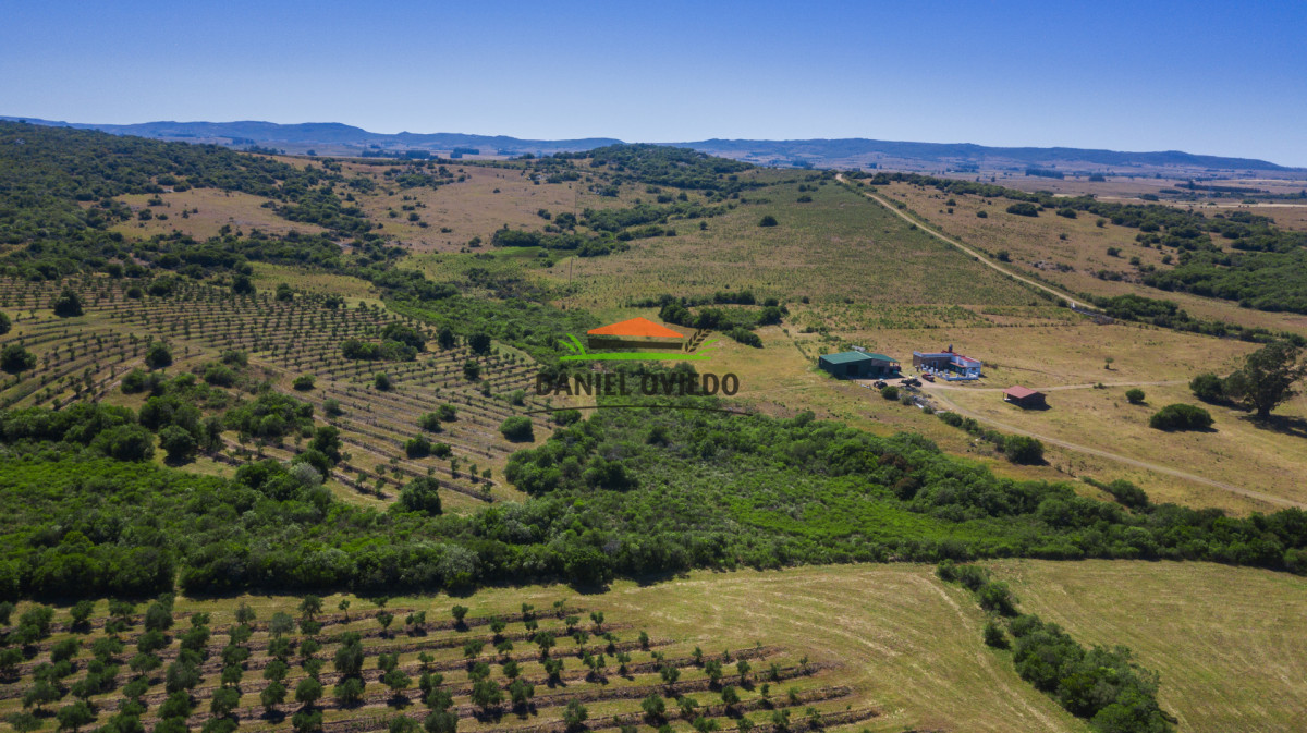 Campo Ref.330/Campo-con-Olivos-de-166-has-en-venta-en-Maldonado. - Campo con Olivos de 166 has en venta en Maldonado.