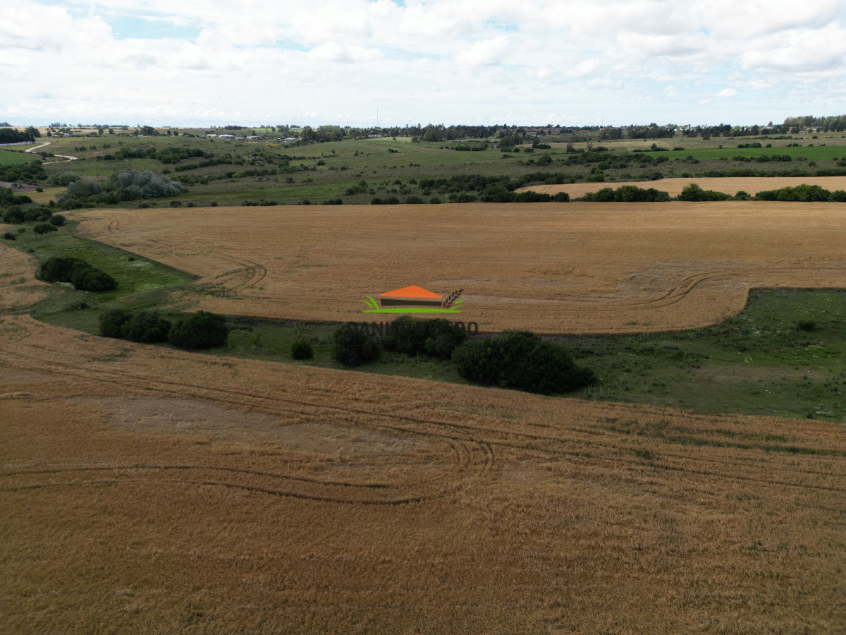 Campo Ref.144 - Campo agrícola - ganadero de 36 hás en venta, Ecilda Paullier