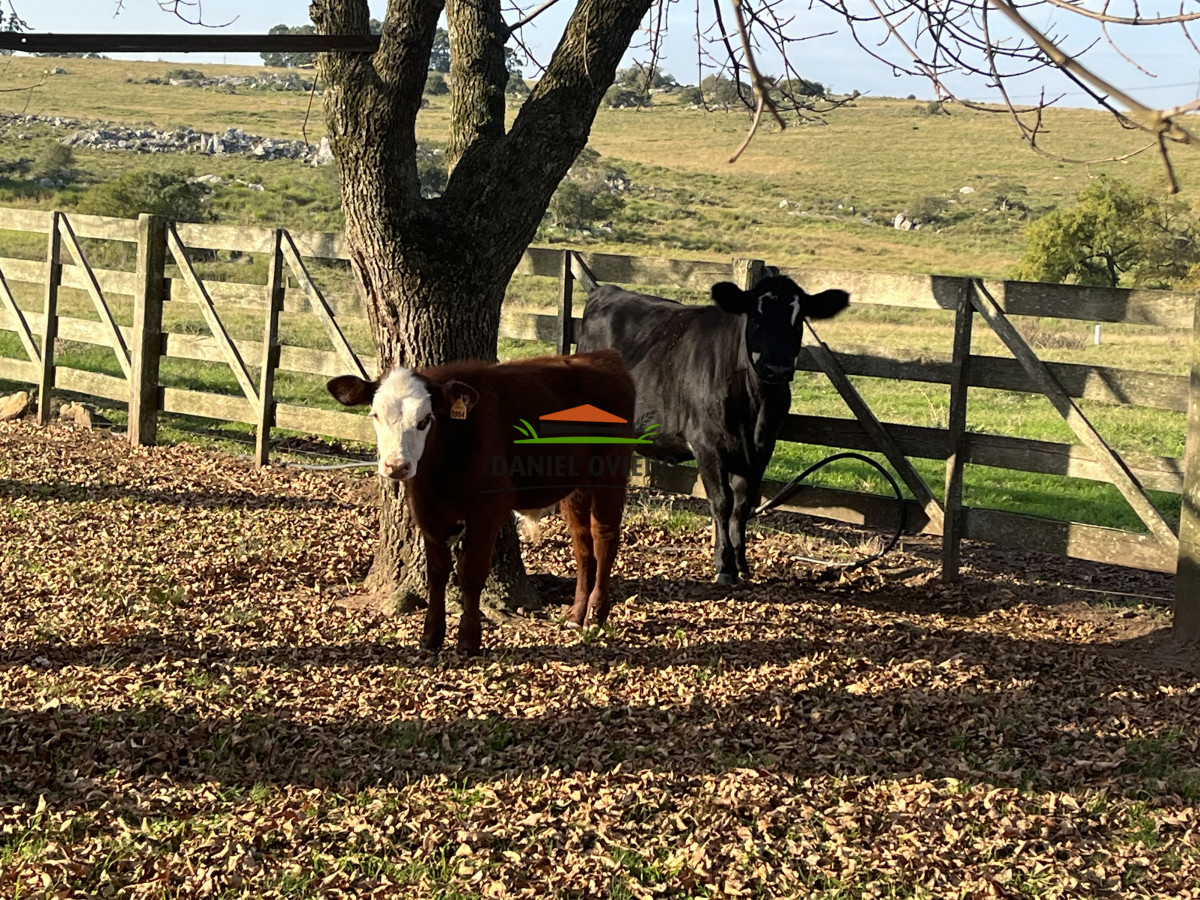 Campo Ref.201/Establecimiento-completo-de-400-h - Establecimiento completo de 400 hás en venta en Flores.