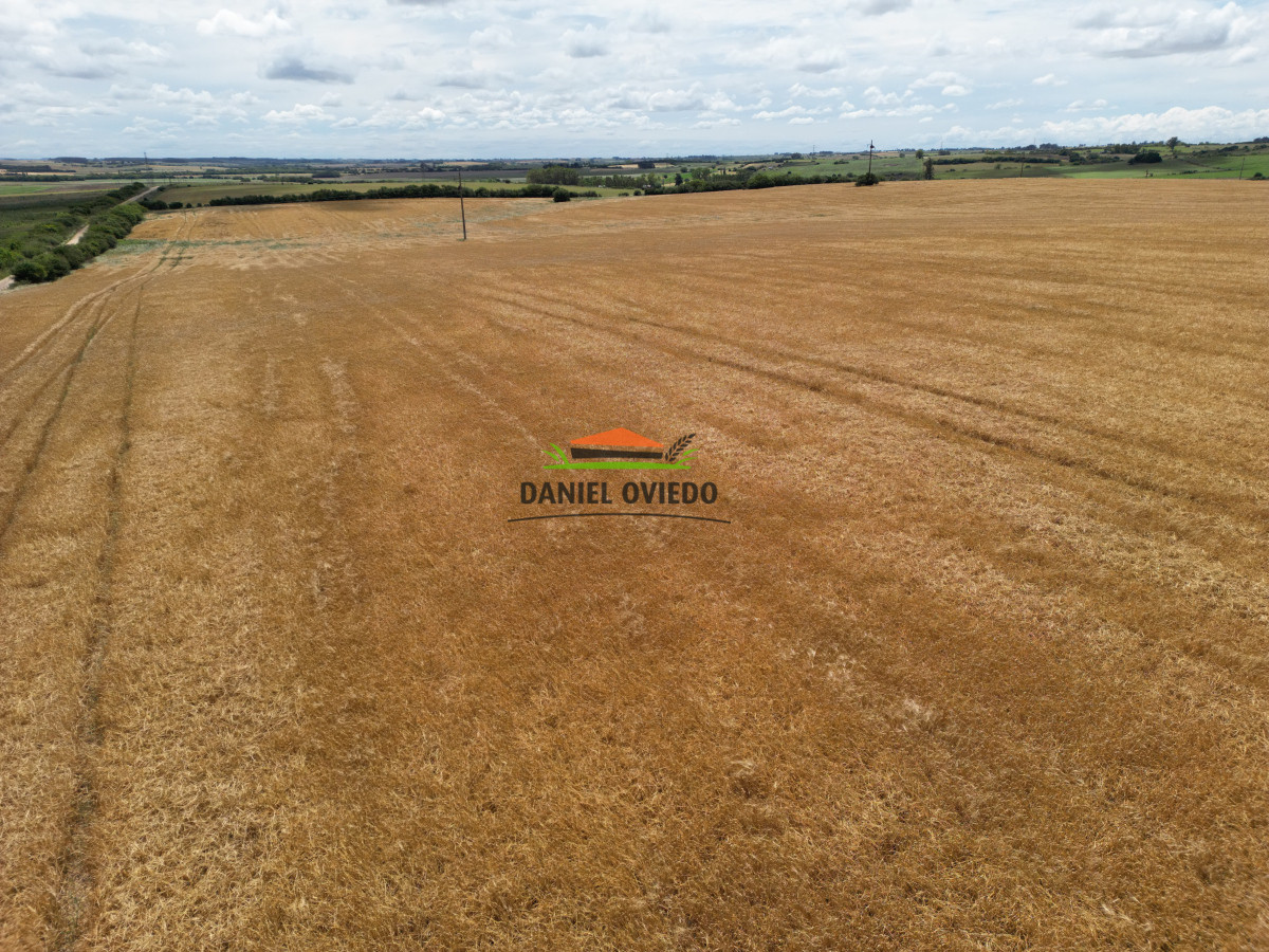 Campo Ref.144 - Campo agrícola - ganadero de 36 hás en venta, Ecilda Paullier