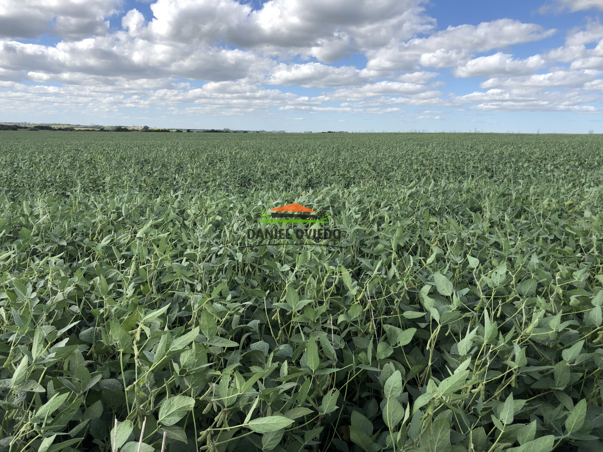 Campo Ref.191/Oportunidad-de-inversi - Oportunidad de inversión, campo agrícola en venta en Lavalleja.