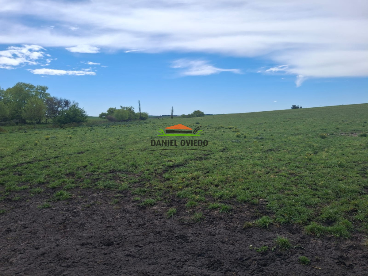 Campo Ref.273/Muy-buen-campo-en-venta-en-Las-Flores-con-renta-asegurada. - Muy buen campo en venta en Las Flores con renta asegurada.