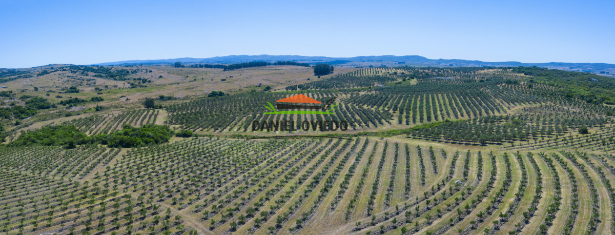 Campo Ref.369/Campo-con-Olivos-de-153-has-en-venta-en-Maldonado. - Campo con Olivos de 153 has en venta en Maldonado.