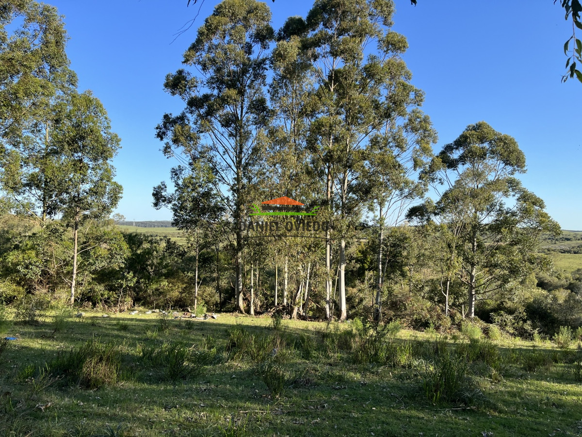Campo Ref.52 - 374 hás ganaderas forestales en venta con mejoras y costa de arroyo.