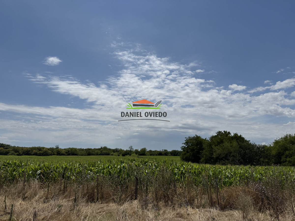 Campo Ref.336/Campo-agr - Campo agrícola de 18,9 hás con renta anual - Nueva Helvecia