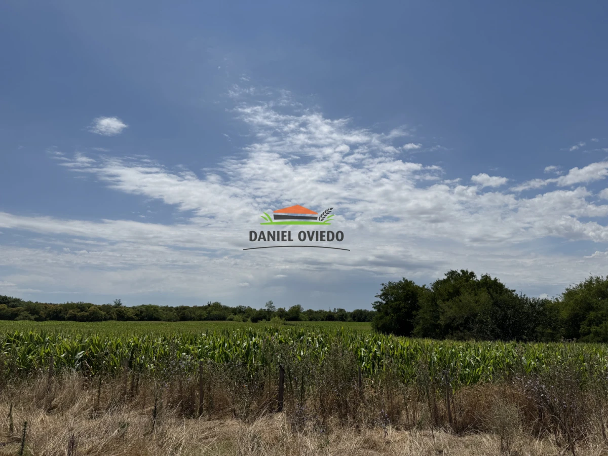 Campo Ref.336/Campo-agr - Campo agrícola de 18,9 hás con renta anual - Nueva Helvecia