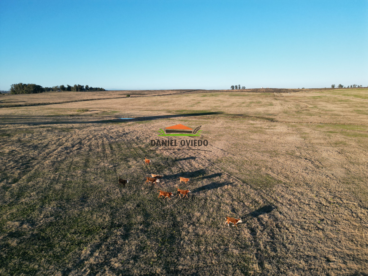 Campo Ref.223/Establecimiento-de-760-hás-en-venta-en-Cerro-Largo. - Establecimiento de 760 hás en venta en Cerro Largo.
