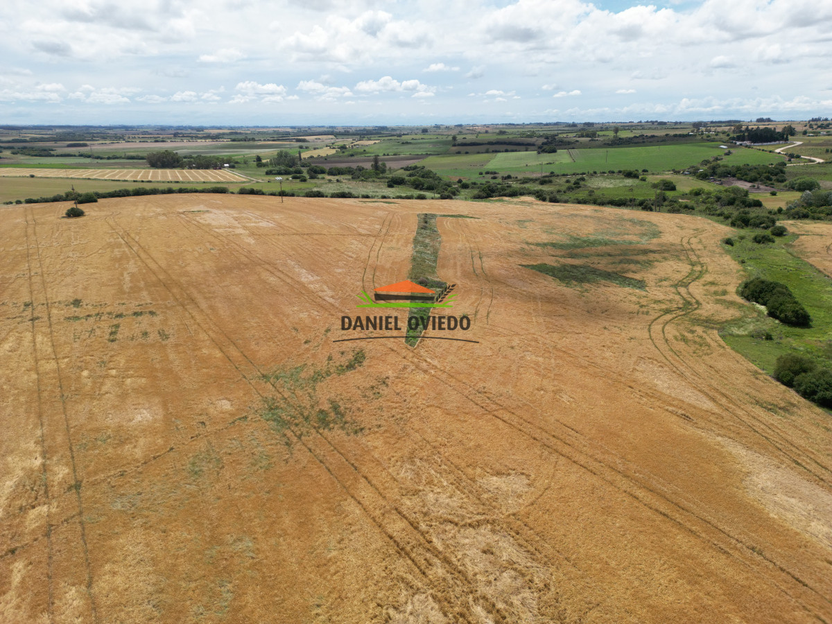Campo Ref.144 - Campo agrícola - ganadero de 36 hás en venta, Ecilda Paullier