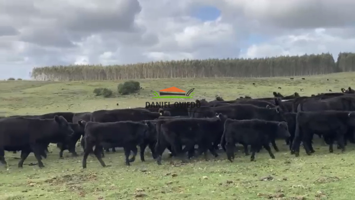 Campo Ref.354/Establecimiento-completo-campo-criador,-ganadero-en-venta-de-302-has. - Establecimiento completo campo criador, ganadero en venta de 302 has.