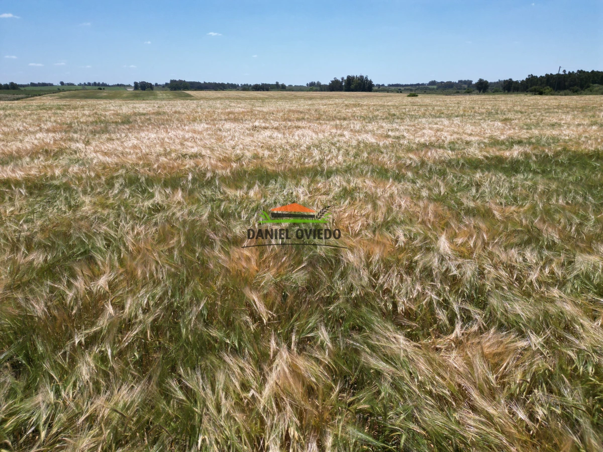 Campo Ref.143/Oportunidad-de-inversi - Oportunidad de inversión, campo agrícola en venta en Canelones.