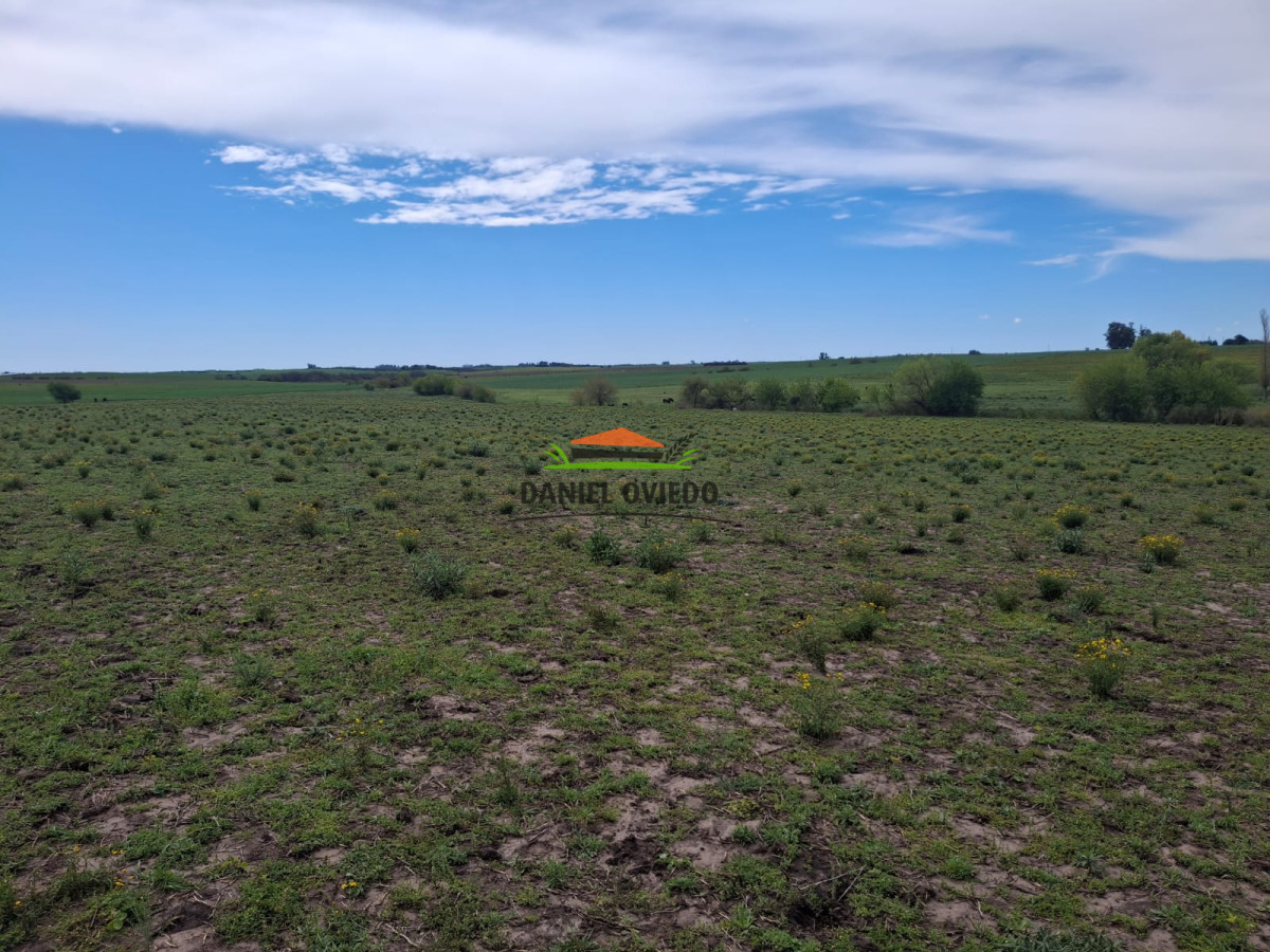 Campo Ref.273/Muy-buen-campo-en-venta-en-Las-Flores-con-renta-asegurada. - Muy buen campo en venta en Las Flores con renta asegurada.