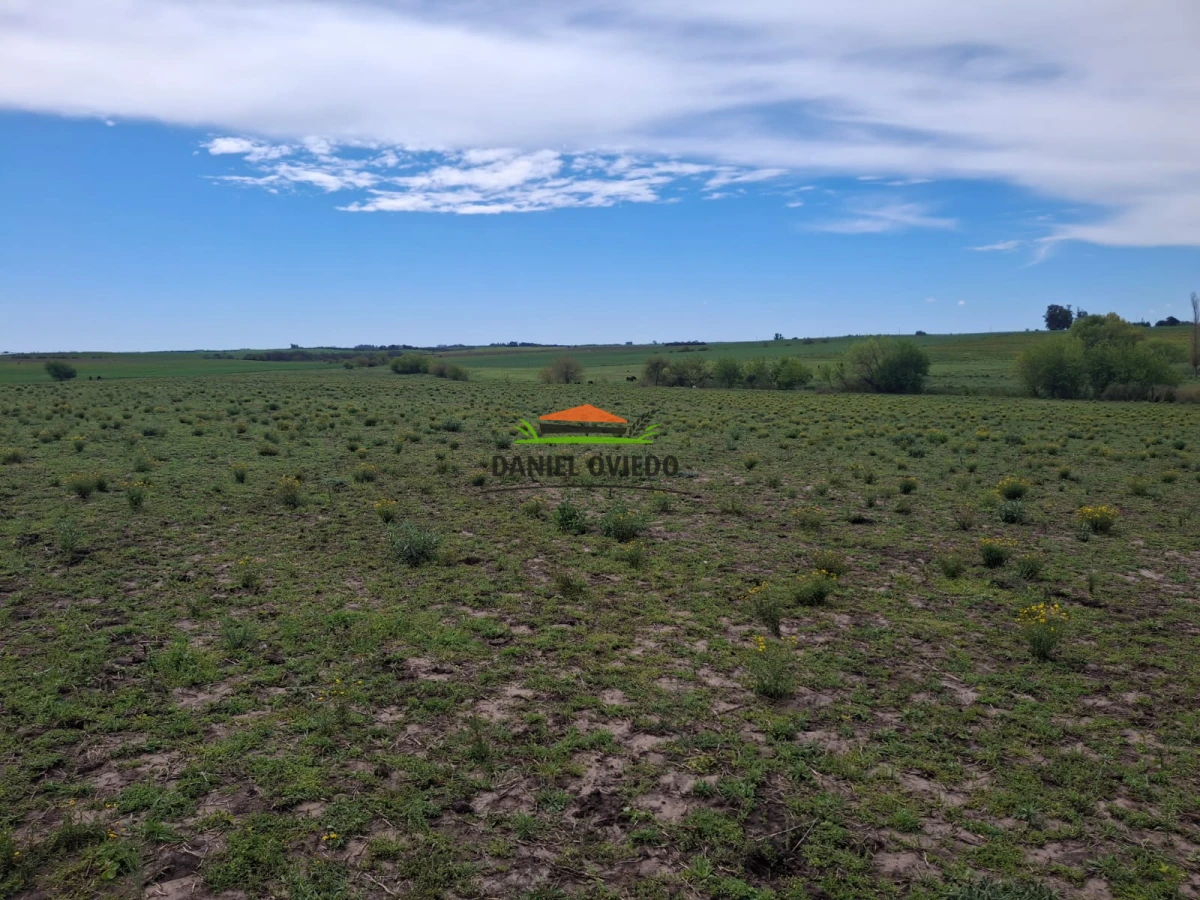 Campo Ref.273/Muy-buen-campo-en-venta-en-Las-Flores-con-renta-asegurada. - Muy buen campo en venta en Las Flores con renta asegurada.