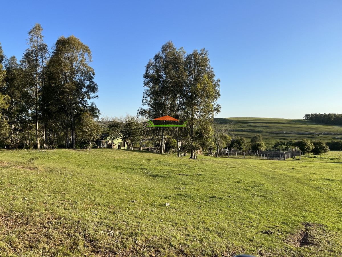 Campo Ref.52 - 374 hás ganaderas forestales en venta con mejoras y costa de arroyo.