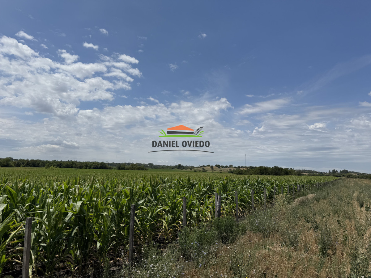 Campo Ref.336/Campo-agr - Campo agrícola de 18,9 hás con renta anual - Nueva Helvecia