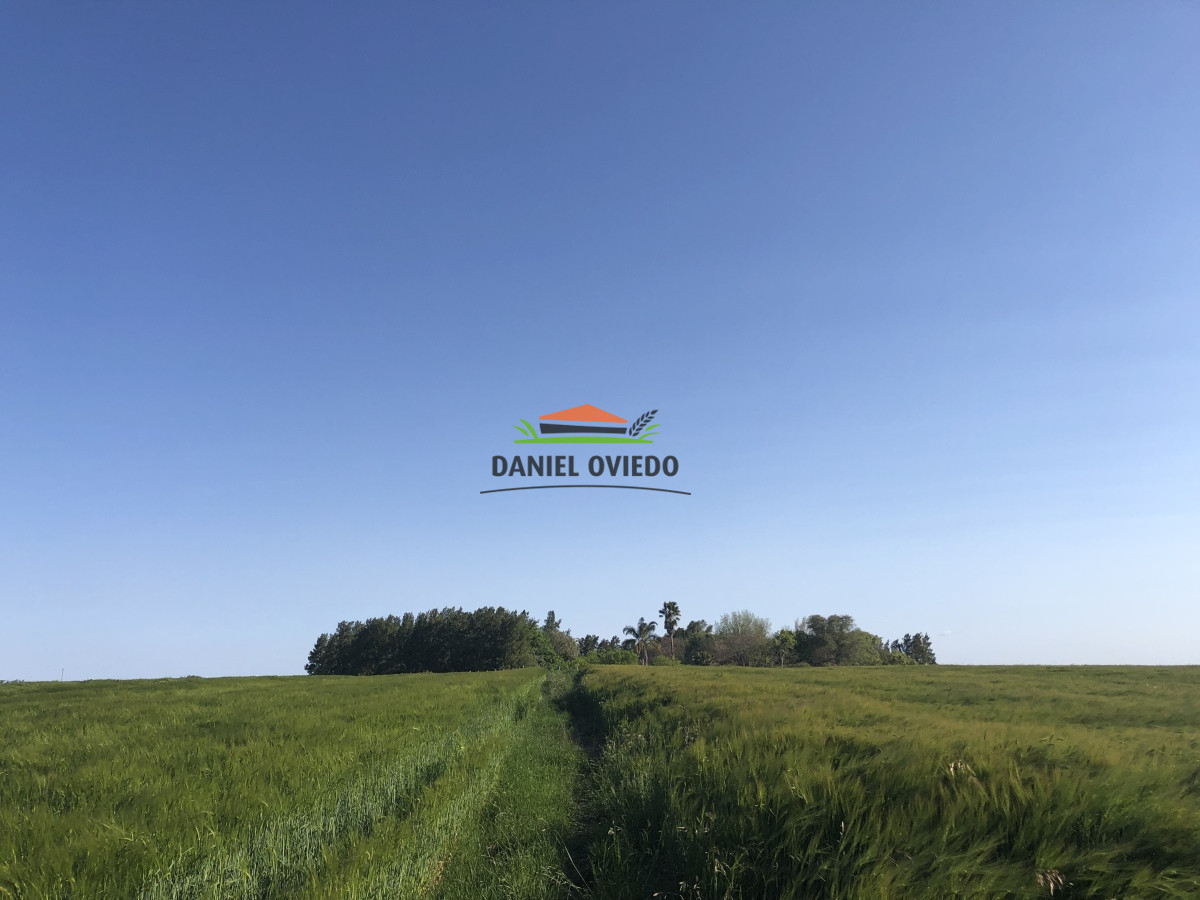 Campo Ref.13 - Campo de 270 hás en venta con alto potencial agrícola, Río Negro.