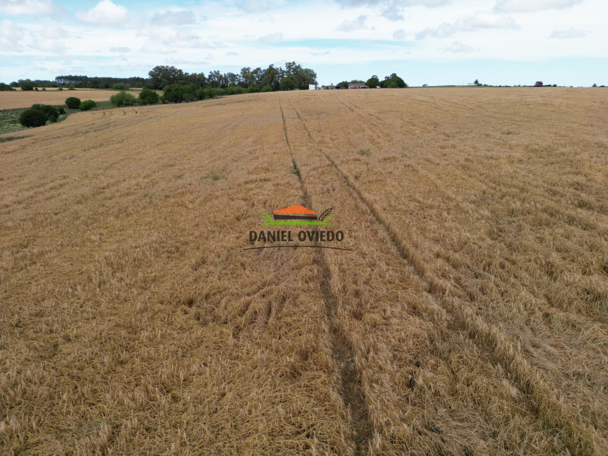 Campo Ref.144 - Campo agrícola - ganadero de 36 hás en venta, Ecilda Paullier