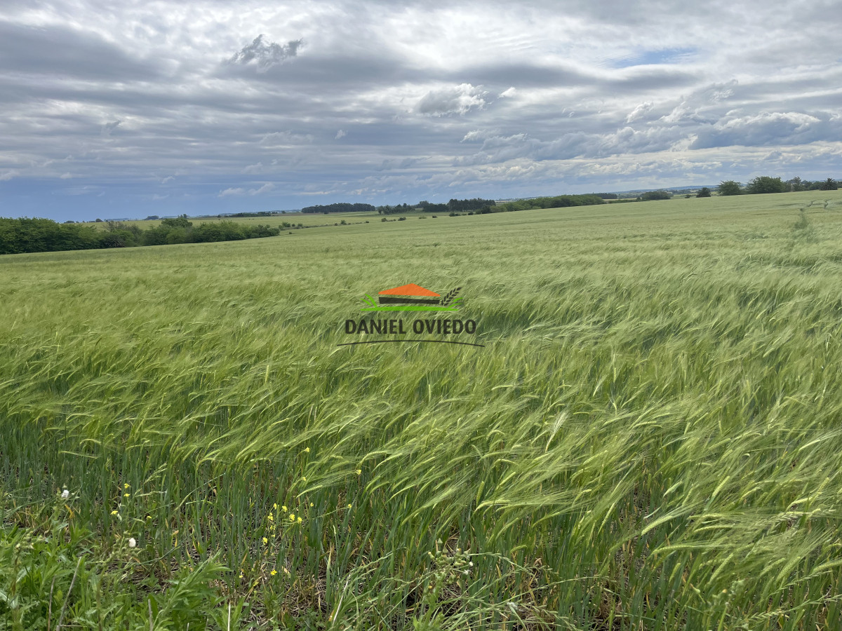 Campo Ref.38 - Campo con suelos premium y excelente casco en el corazón de San Pedro.