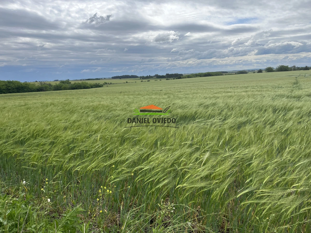 Campo Ref.38/Campo-con-suelos-premium-en-venta-en-el-coraz - Campo con suelos premium en venta en el corazón de San Pedro.