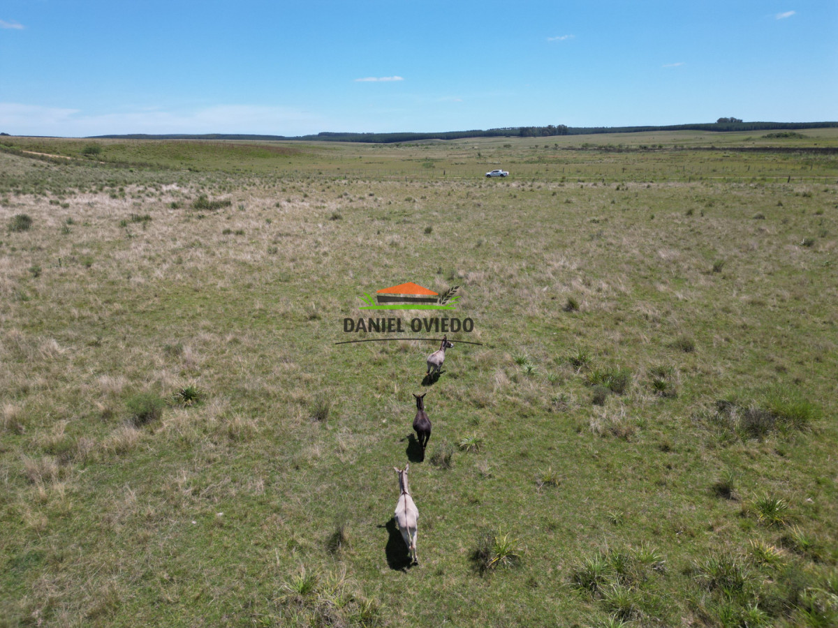 Campo Ref.359/Estancia-de-945-has-en-venta-en-Cerro-Largo. - Estancia de 945 has en venta en Cerro Largo.