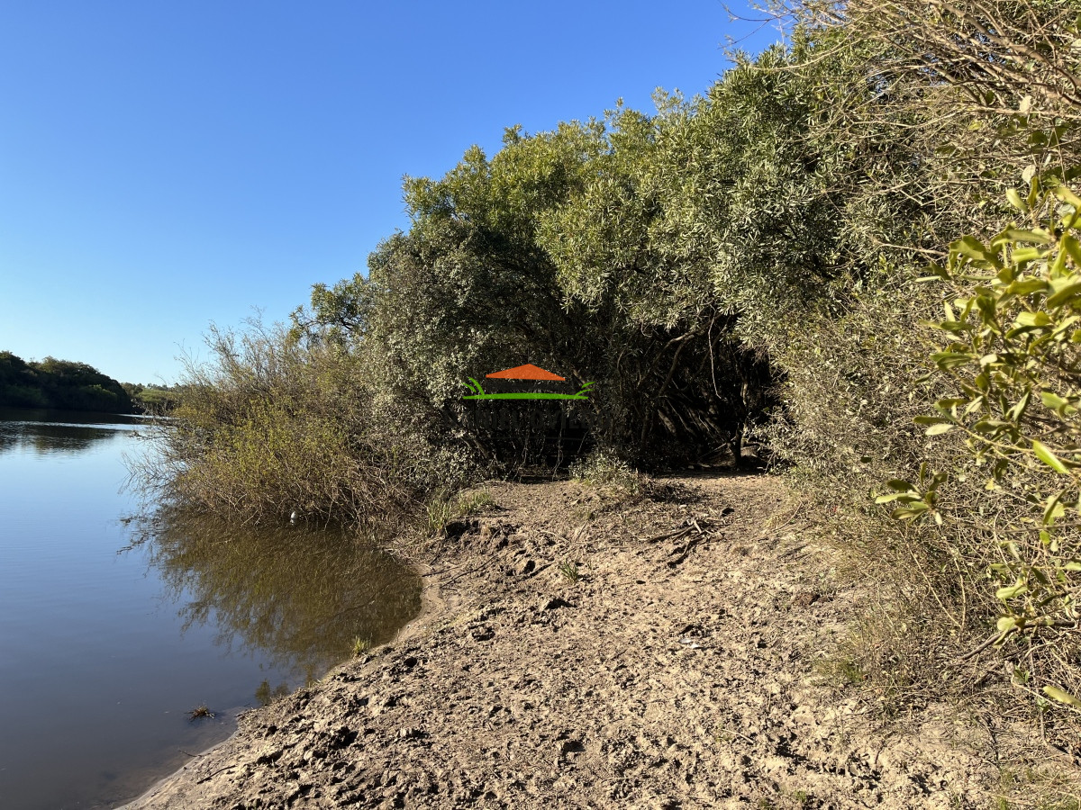 Campo Ref.52 - 374 hás ganaderas forestales en venta con mejoras y costa de arroyo.