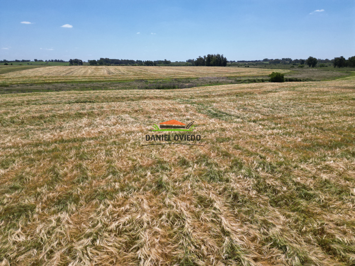 Campo Ref.143 - Oportunidad de inversión, campo agrícola en venta en Canelones.