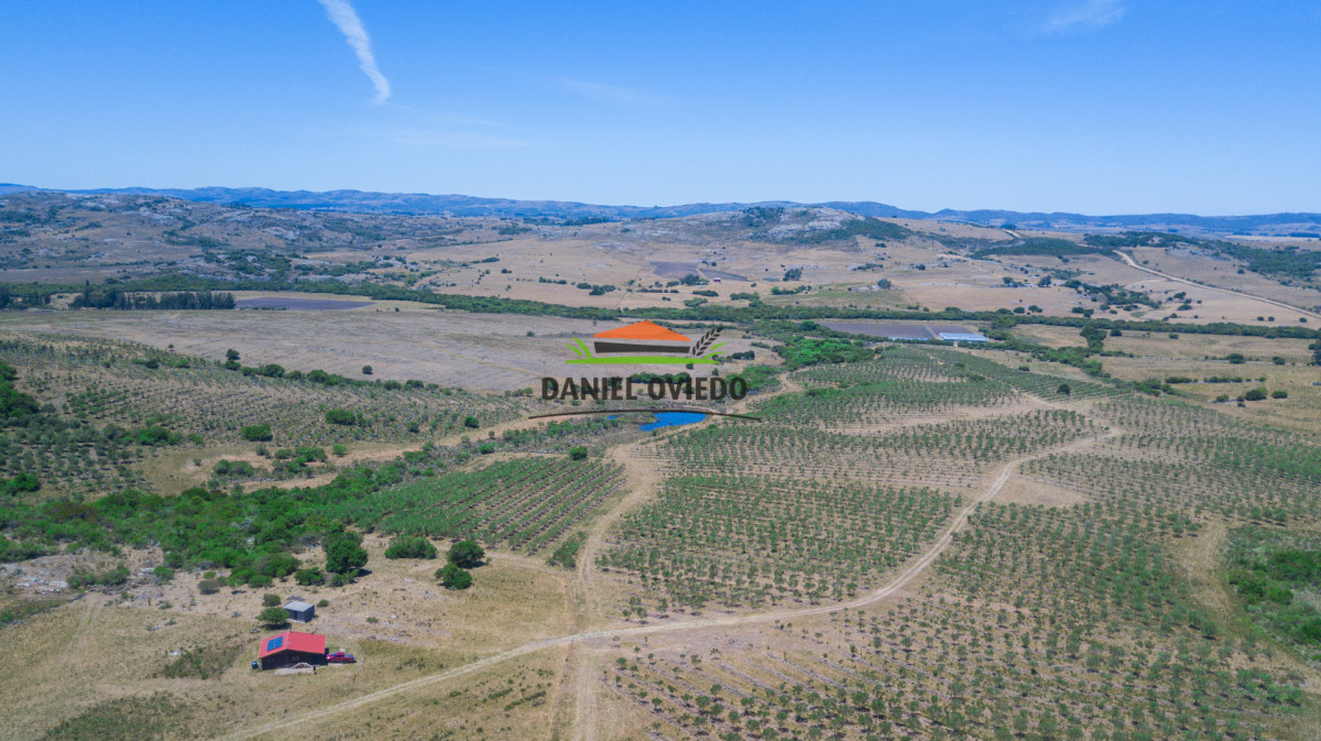 Campo Ref.330/Campo-con-Olivos-de-166-has-en-venta-en-Maldonado. - Campo con Olivos de 166 has en venta en Maldonado.