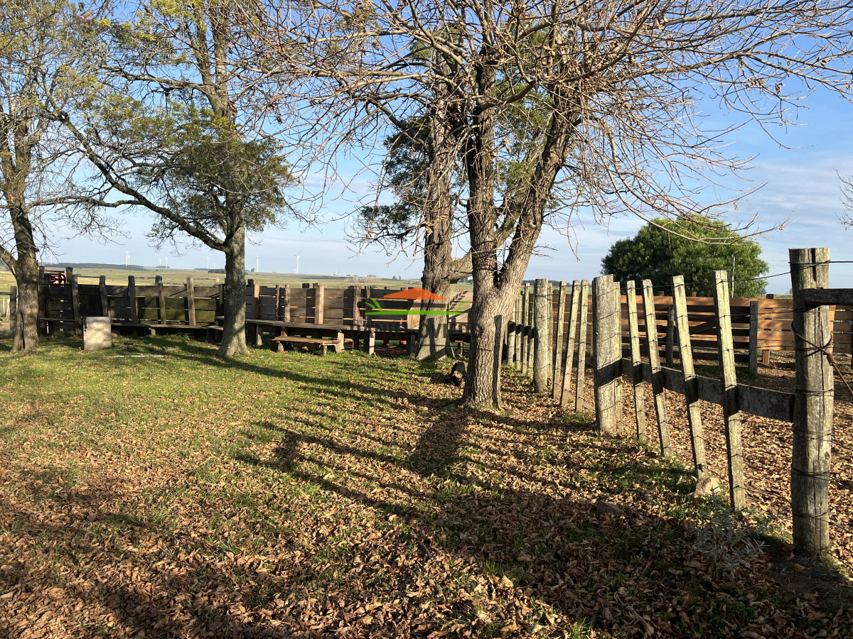 Campo Ref.201/Establecimiento-completo-de-400-h - Establecimiento completo de 400 hás en venta en Flores.