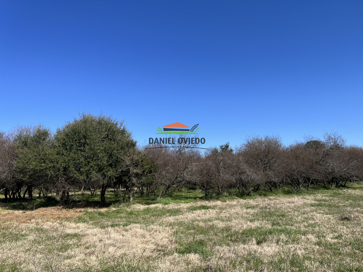 Campo Ref.243/Campo-agrícola-ganadero-en-venta-con-costa-de-arroyo. - Campo agrícola ganadero en venta con costa de arroyo.