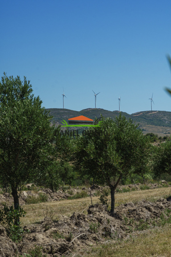 Campo Ref.327/Campo-con-Olivos-de-320-has-en-venta-en-Maldonado. - Campo con Olivos de 320 has en venta en Maldonado.