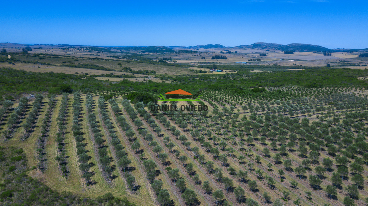 Campo Ref.330/Campo-con-Olivos-de-166-has-en-venta-en-Maldonado. - Campo con Olivos de 166 has en venta en Maldonado.