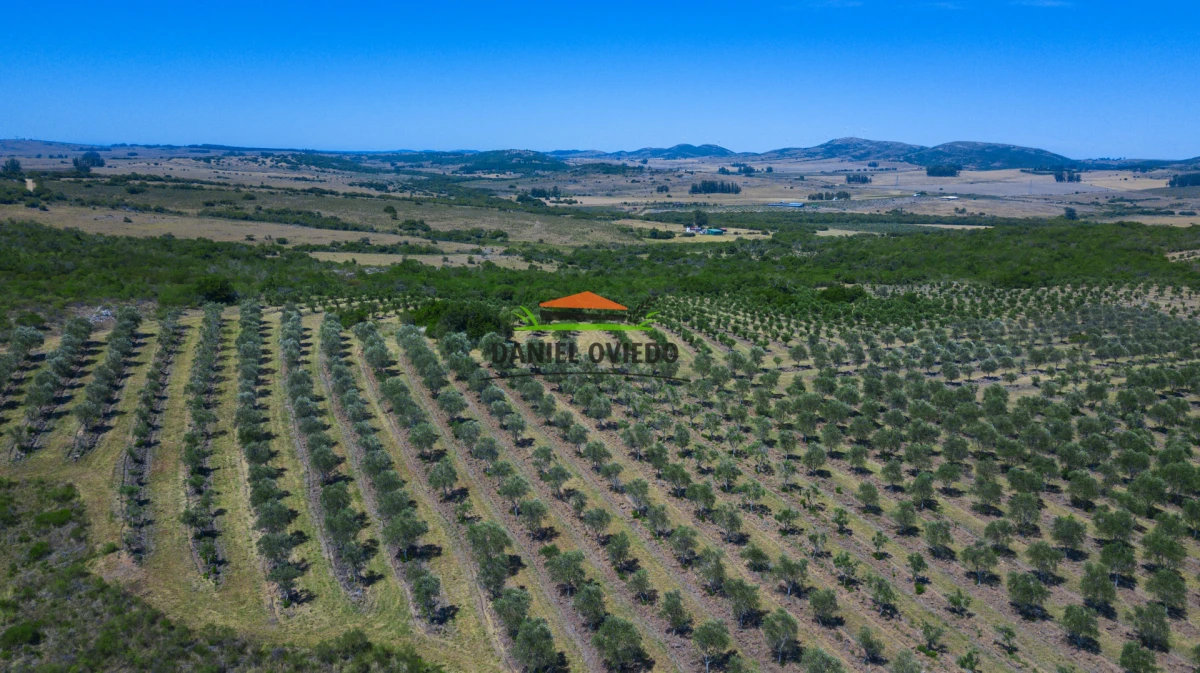 Campo Ref.330/Campo-con-Olivos-de-166-has-en-venta-en-Maldonado. - Campo con Olivos de 166 has en venta en Maldonado.
