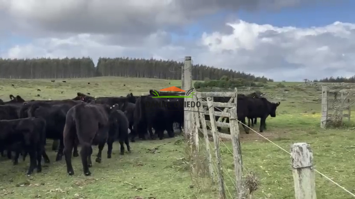 Campo Ref.354/Establecimiento-completo-campo-criador,-ganadero-en-venta-de-302-has. - Establecimiento completo campo criador, ganadero en venta de 302 has.