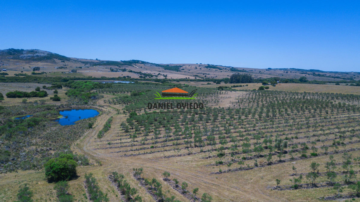Campo Ref.369/Campo-con-Olivos-de-153-has-en-venta-en-Maldonado. - Campo con Olivos de 153 has en venta en Maldonado.