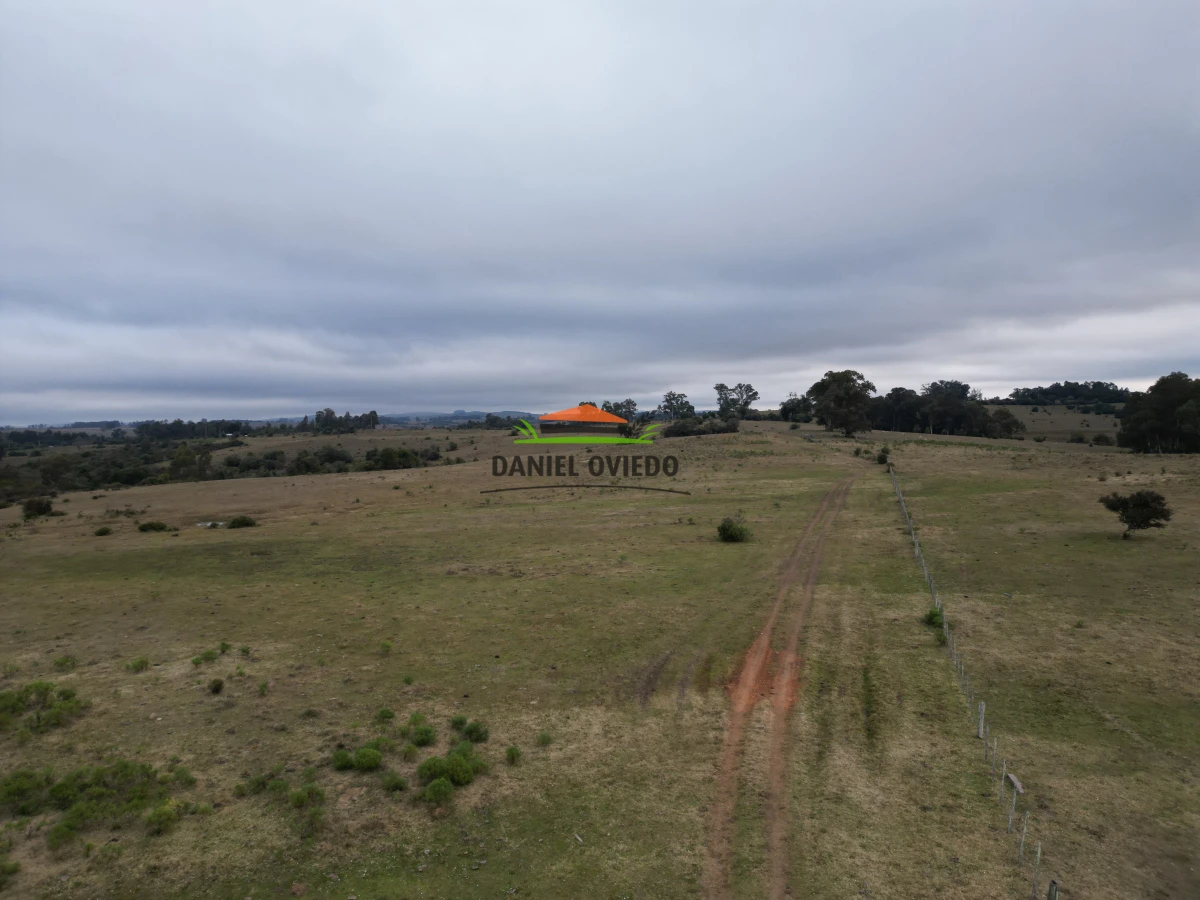 Campo Ref.245/1.350-has-ganaderas-en-arrendamiento-Noreste-de-Cerro-Largo. - 1.350 has ganaderas en arrendamiento Noreste de Cerro Largo.