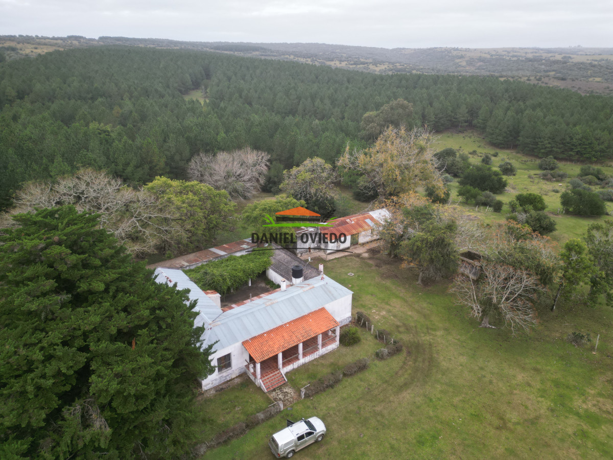 Campo Ref.248/2.362-hás-con-montes-de-Pinos-en-venta-en-Cerro-Largo. - 2.362 hás con montes de Pinos en venta en Cerro Largo.