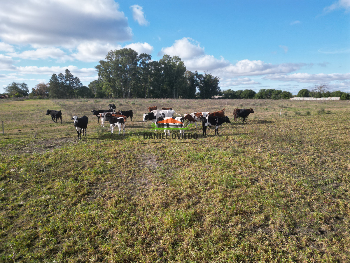 Campo Ref.208 - Campo agrícola ganadero de 20,95 has en Miguelete de Campana.