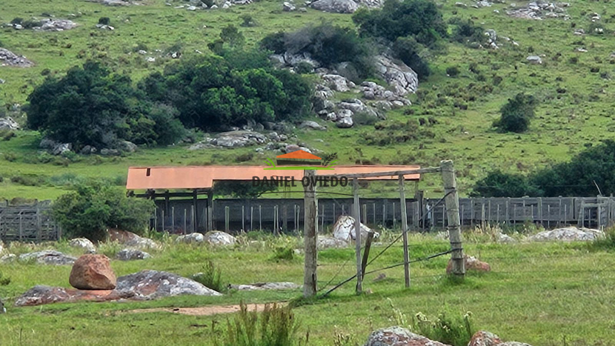 Campo Ref.362/650-has-campo-criador-en-venta-en-Lavalleja. - 650 has campo criador en venta en Lavalleja.