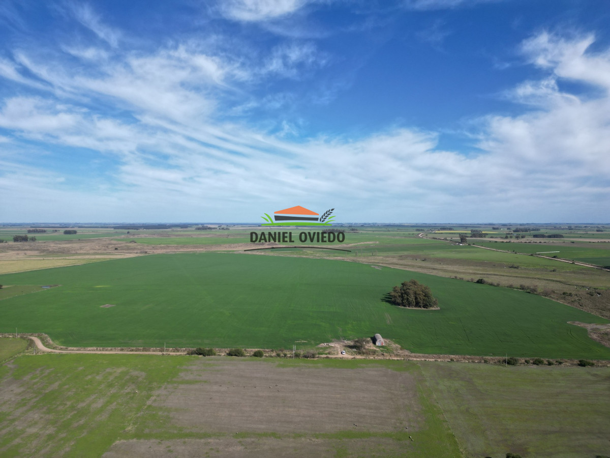 Campo Ref.33 - Campo 95 %  agrícola en Soriano en venta.