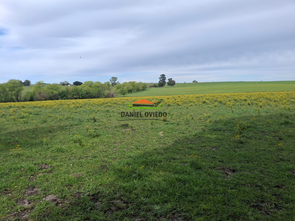 Campo Ref.273/Muy-buen-campo-en-venta-en-Las-Flores-con-renta-asegurada. - Muy buen campo en venta en Las Flores con renta asegurada.