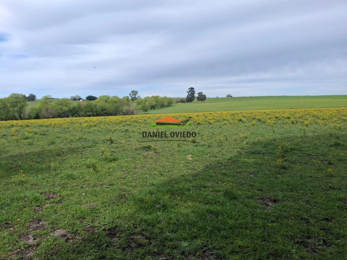 Campo Ref.273/Muy-buen-campo-en-venta-en-Las-Flores-con-renta-asegurada. - Muy buen campo en venta en Las Flores con renta asegurada.